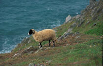 Mouton sur les côtes écossaises. © Philip Plisson / Plisson La Trinité / AA06387 - Nos reportages photos - Faune