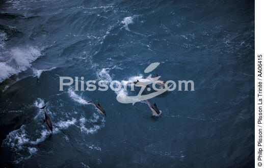 Dauphin en Mer d'Iroise. - © Philip Plisson / Plisson La Trinité / AA06415 - Nos reportages photos - Faune et Flore
