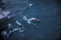 Dauphin en Mer d'Iroise. © Philip Plisson / Plisson La Trinité / AA06415 - Photo Galleries - Fauna