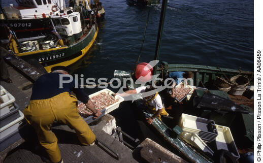 Déchargement des langoustines au Guilvinec. - © Philip Plisson / Plisson La Trinité / AA06459 - Photo Galleries - scampi