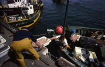 Déchargement des langoustines au Guilvinec. © Philip Plisson / Plisson La Trinité / AA06459 - Photo Galleries - Maritime activity