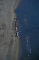 Promenade équestre sur la plage © Philip Plisson / Plisson La Trinité / AA06480 - Nos reportages photos - Faune