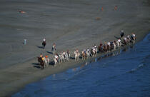 Promenade équestre en bord de mer © Philip Plisson / Plisson La Trinité / AA06483 - Photo Galleries - Horse trekking