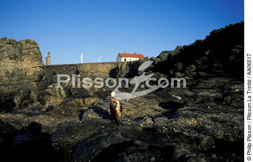 Oiseau mazouté sur l'île de Pilier. - © Philip Plisson / Plisson La Trinité / AA06517 - Nos reportages photos - Faune