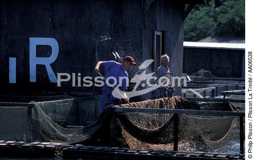 Pisciculture en rivière d'Auray. - © Philip Plisson / Plisson La Trinité / AA06538 - Nos reportages photos - Faune et Flore