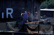 Pisciculture en rivière d'Auray. © Philip Plisson / Plisson La Trinité / AA06538 - Photo Galleries - River [56]