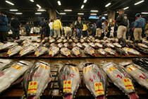 The market for tuna from Tokyo. © Philip Plisson / Plisson La Trinité / AA06540 - Photo Galleries - Fauna