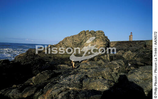 Oiseau mazouté sur l'île du Pilier. - © Philip Plisson / Plisson La Trinité / AA06572 - Nos reportages photos - Pollution