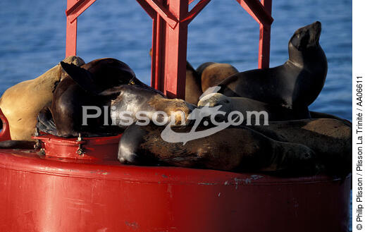 Foques en pleine sièste - © Philip Plisson / Plisson La Trinité / AA06611 - Nos reportages photos - Faune