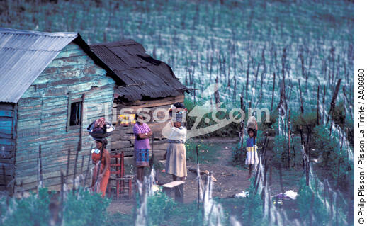 Femmes dans un champ à Saint-Domingue. - © Philip Plisson / Plisson La Trinité / AA06680 - Nos reportages photos - Toit
