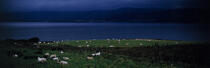 Moutons sur l'île d'Arran, Ecosse. © Philip Plisson / Plisson La Trinité / AA06730 - Photo Galleries - Island [Scot]