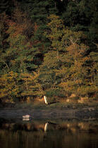 Couleurs d'automne sur l'Odet. © Philip Plisson / Plisson La Trinité / AA06774 - Photo Galleries - Tree