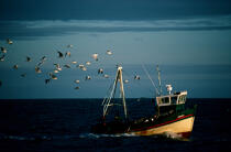 Retour de pêche en Baie de Quiberon. © Philip Plisson / Plisson La Trinité / AA06876 - Nos reportages photos - Faune