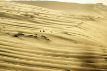 La dune du Pilat. © Philip Plisson / Plisson La Trinité / AA06877 - Nos reportages photos - Gironde