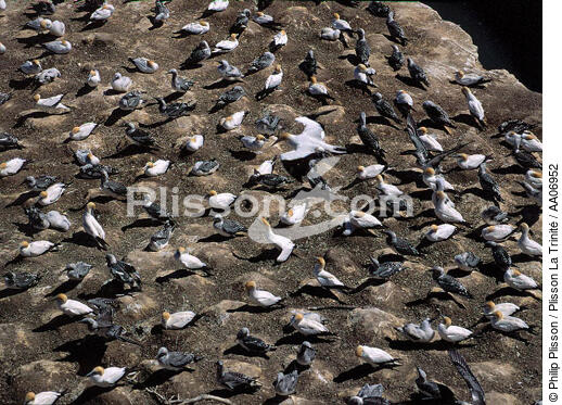 Colonie de Fou de Bassan. - © Philip Plisson / Plisson La Trinité / AA06952 - Nos reportages photos - Oiseau marin