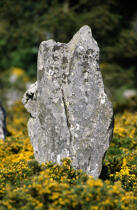 Menhir sur le site de Carnac dans le Morbihan. © Philip Plisson / Plisson La Trinité / AA07216 - Photo Galleries - Carnac alignments of standing stones [The]