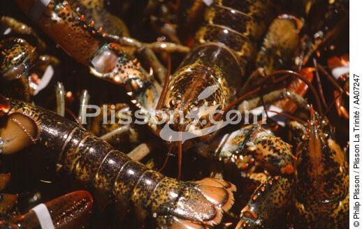 Homards. - © Philip Plisson / Plisson La Trinité / AA07247 - Photo Galleries - Shellfish