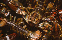 Homards. © Philip Plisson / Plisson La Trinité / AA07247 - Photo Galleries - Lobster