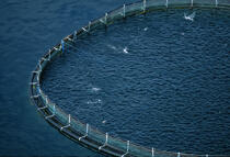 Elevage de saumons en Ecosse. © Philip Plisson / Plisson La Trinité / AA07355 - Nos reportages photos - Aquaculture