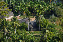 L'Archipel des San-Blas au large des côtes du Panama © Philip Plisson / Plisson La Trinité / AA07676 - Photo Galleries - Palm tree