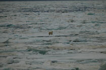 Ours polaire dans la baie d'Is , Spitzberg. © Philip Plisson / Plisson La Trinité / AA08119 - Nos reportages photos - Glace