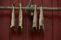 Poisson séchés aux Lofoten. © Philip Plisson / Plisson La Trinité / AA08202 - Photo Galleries - Island [Norway]