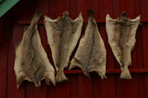 Poisson séchés aux Lofoten. © Philip Plisson / Plisson La Trinité / AA08205 - Photo Galleries - Island [Norway]
