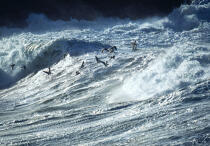 Mouettes jouant dans les vagues.. © Philip Plisson / Plisson La Trinité / AA08264 - Nos reportages photos - Oiseau marin