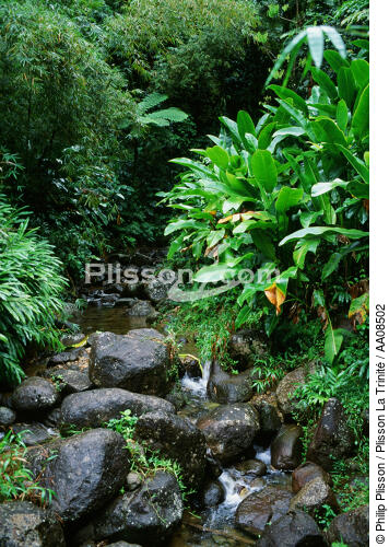 Forêt tropicale à la Martinique. - © Philip Plisson / Plisson La Trinité / AA08502 - Photo Galleries - View Type
