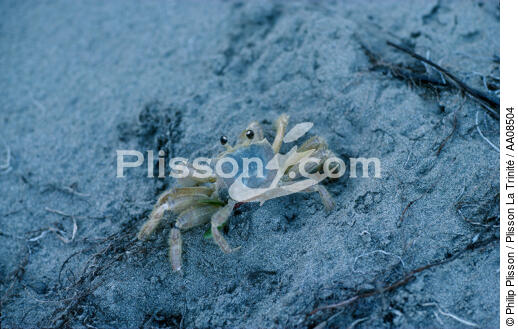 Crabe à la Martinique. - © Philip Plisson / Plisson La Trinité / AA08504 - Photo Galleries - Crab