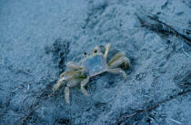 Crabe à la Martinique. © Philip Plisson / Plisson La Trinité / AA08504 - Nos reportages photos - Type vue