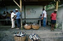 Retour de pêche à Grand Rivière. © Philip Plisson / Plisson La Trinité / AA08506 - Nos reportages photos - Martinique [la]