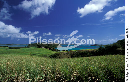 Presqu'île de la Caravelle. - © Philip Plisson / Plisson La Trinité / AA08508 - Nos reportages photos - Martinique [la]