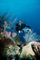 En plongée avec Albert Falco. © Philip Plisson / Plisson La Trinité / AA08512 - Nos reportages photos - Antilles [Les]