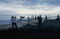 Pêche à la senne au Carbet. © Philip Plisson / Plisson La Trinité / AA08513 - Photo Galleries - Fishing equipment