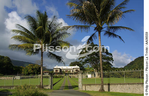 La distillerie Depaz à la Martinique. - © Philip Plisson / Plisson La Trinité / AA08559 - Photo Galleries - Tree