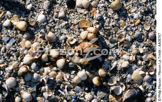 Coquillages. - © Philip Plisson / Plisson La Trinité / AA08767 - Photo Galleries - Shell
