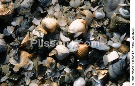 Coquillages. - © Philip Plisson / Plisson La Trinité / AA08768 - Photo Galleries - Mollusk