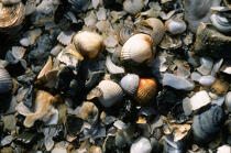 Coquillages. © Philip Plisson / Plisson La Trinité / AA08768 - Nos reportages photos - Mollusque