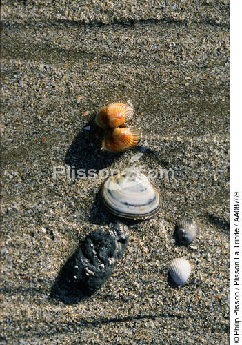 Coquillages. - © Philip Plisson / Plisson La Trinité / AA08769 - Photo Galleries - Mollusk