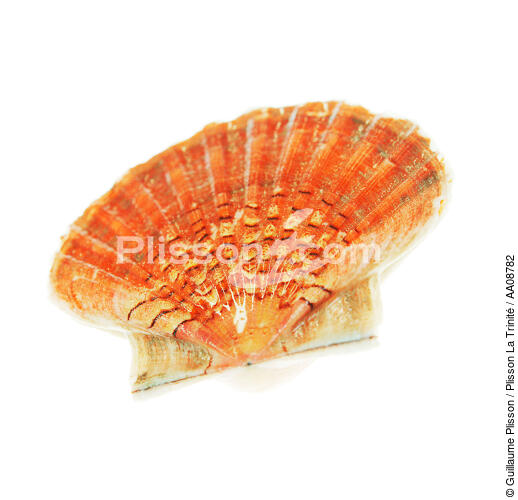St. Jacques shell - © Guillaume Plisson / Plisson La Trinité / AA08782 - Photo Galleries - Scallop