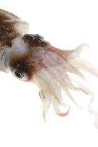Calamar. © Guillaume Plisson / Plisson La Trinité / AA08788 - Nos reportages photos - Mollusque