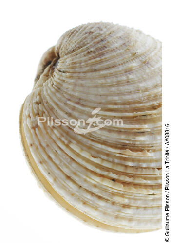 Praire. - © Guillaume Plisson / Plisson La Trinité / AA08816 - Photo Galleries - Mollusk