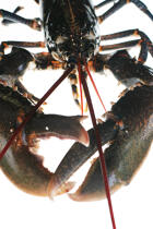 Homard. © Guillaume Plisson / Plisson La Trinité / AA08819 - Photo Galleries - Lobster