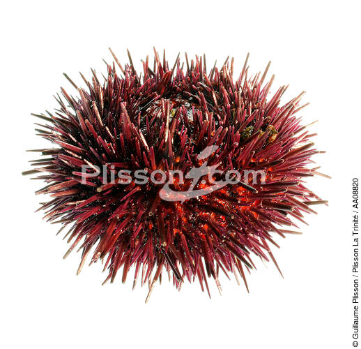 Urchin. - © Guillaume Plisson / Plisson La Trinité / AA08820 - Photo Galleries - Marine animal 