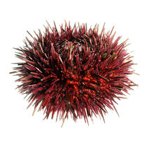 Urchin. © Guillaume Plisson / Plisson La Trinité / AA08820 - Photo Galleries - Keywords