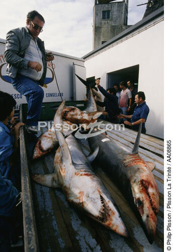 Pêche aux requin aux Açores. - © Philip Plisson / Plisson La Trinité / AA08865 - Photo Galleries - Azores [The]