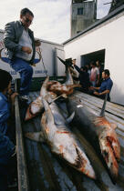 Pêche aux requin aux Açores. © Philip Plisson / Plisson La Trinité / AA08865 - Nos reportages photos - Açores [les]