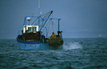 Pêche à la coquille. © Philip Plisson / Plisson La Trinité / AA08955 - Nos reportages photos - Mots clés