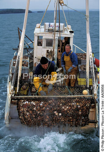 Pêche à la coquille. - © Philip Plisson / Plisson La Trinité / AA08956 - Photo Galleries - Keywords